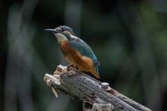 Alcedo atthis