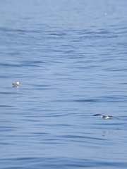 Larus