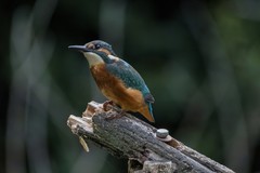 Alcedo atthis
