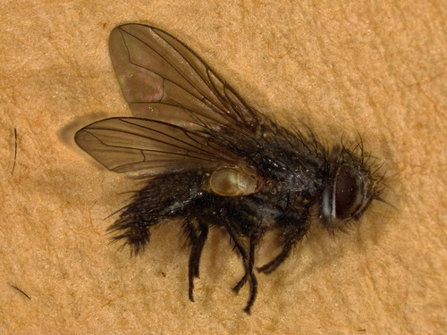 Phytomyptera bohemica