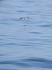Larus