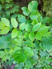 Fraxinus pennsylvanica