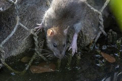 Rattus norvegicus