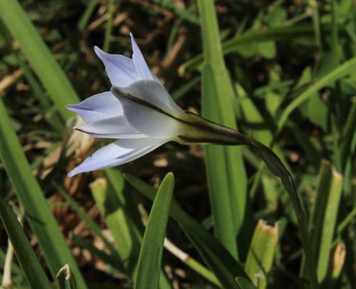 Spring starflower