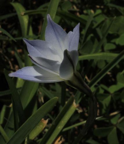 Ipheion uniflorum
