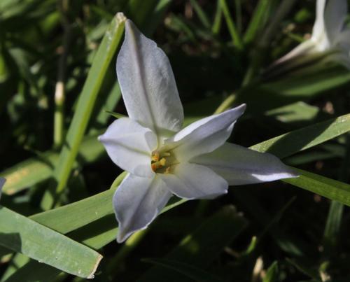 Ipheion uniflorum