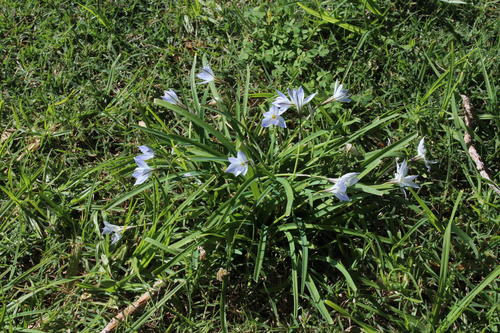 Ipheion uniflorum