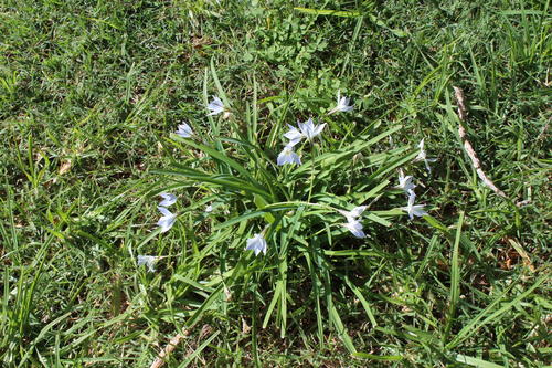 Ipheion uniflorum