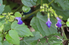Salvia acerifolia
