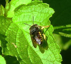 Micranthidium