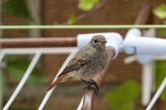 Phoenicurus ochruros