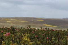 Leucadendron platyspermum