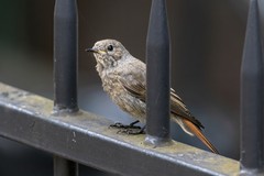 Phoenicurus ochruros