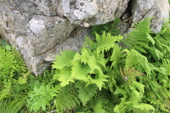 Athyrium yokoscense