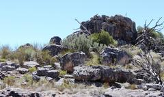 Paranomus tomentosus