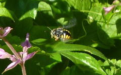 Micranthidium