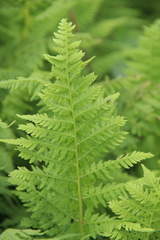Athyrium yokoscense