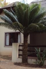 Cycas thouarsii