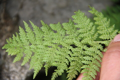Athyrium yokoscense