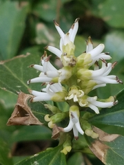 Pachysandra terminalis