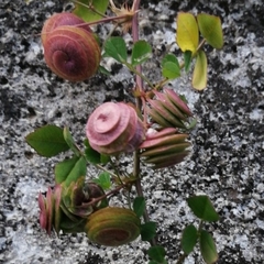 Medicago orbicularis