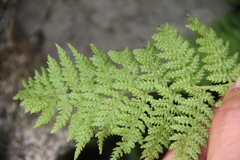 Athyrium yokoscense