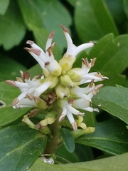 Pachysandra terminalis