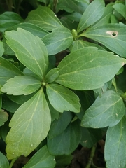 Pachysandra terminalis