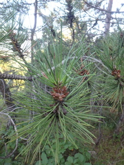 Pinus brutia pityusa