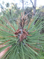 Pinus brutia pityusa