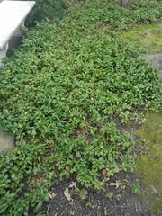 Pachysandra terminalis