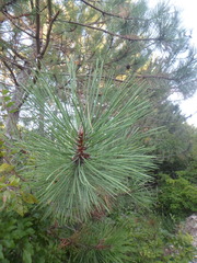 Pinus brutia pityusa