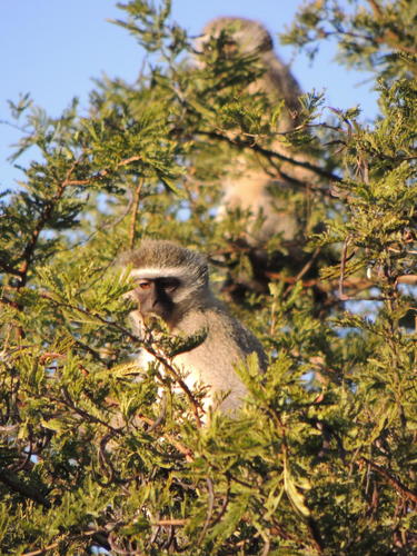 Southern Vervet Monkey