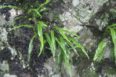 Lepisorus ussuriensis