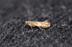 Phyllonorycter leucographella