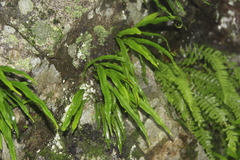 Lepisorus ussuriensis