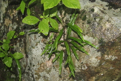 Lepisorus ussuriensis