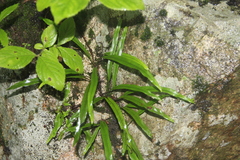 Lepisorus ussuriensis