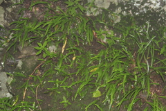 Lepisorus ussuriensis