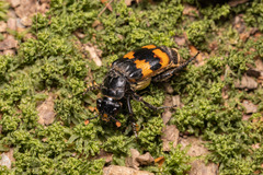 Nicrophorus interruptus
