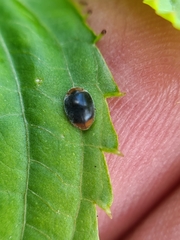 Scymnus ferrugatus
