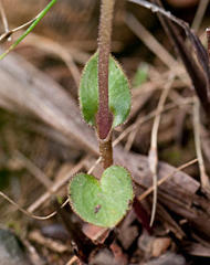 Disperis villosa