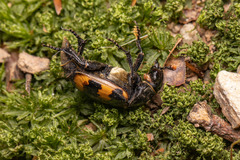 Nicrophorus interruptus