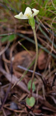 Disperis villosa