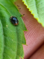 Scymnus ferrugatus
