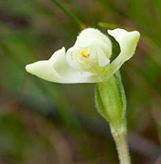 Disperis villosa