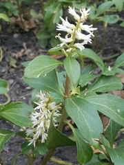 Pachysandra terminalis
