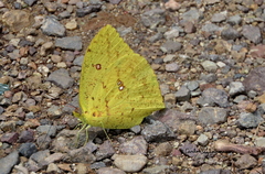 Phoebis neocypris virgo