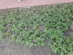 Pachysandra terminalis