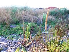 Leucadendron macowanii